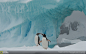南极巴布亚(Gentoo)企鹅。摄影：Jody Giordano