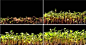 嫩芽破土而出植物快速生长的过程 可抠背景高清实拍