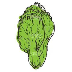 蔬菜手绘  - 源文件下载【酷图网】白菜手绘,白菜,大白菜,生菜,小青菜,手绘,