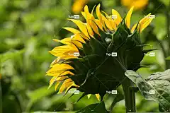 向日葵 明亮的 开花 花壁纸 花 花卉背景 背部 背面 夏天