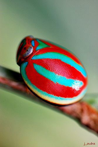 colourful beetle