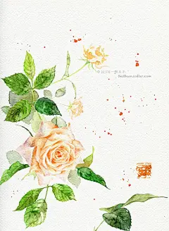 水彩花卉——月季-Jessie一颗豆子_,插画,水彩,涂鸦,手绘,植物,花,花卉_涂鸦王国插画@北坤人素材