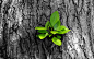 高清晰植物摄影 嫩叶嫩芽封面大图