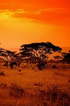 秋色宜人黄昏夕阳景色摄影图片