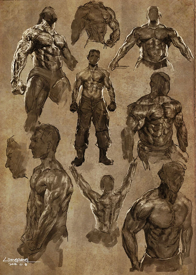 Muscle drawing-花瓣网