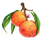 Peaches  | Watercolor and colored pencil food packaging illustration by Kendyll Hillegas