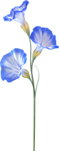 花2