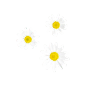 小雏菊 png