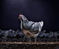 Armour Chicken - CGI & Retouching : Client asked for a chicken in armour. We completed the task using various images and CGI.