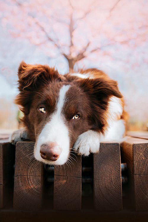 免費 動物, 可愛, 可愛的 的 免費圖...