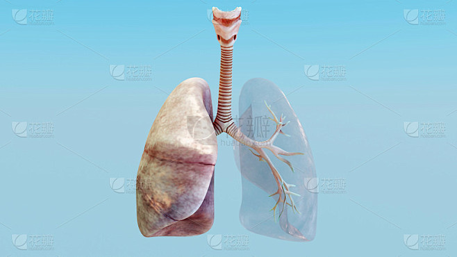 人体呼吸系统3d插图，健康肺，医学精准，3d渲染