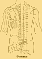 人体穴位图谱_中医药_医药网