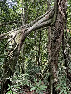 泰国根树雨林