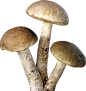 PNG 素材 蘑菇 食物 免抠素材 合成素材 免抠图