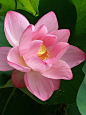 Lotus by tanakawho, via Flickr