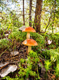 秋天森林里的两个大山杨蘑菇。森林蘑菇采摘季节。红顶痂茎。食用牛肝菌。苔藓森林里长着一个漂亮的大蘑菇，