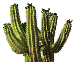 叽叽哩采集到花花草草PNG