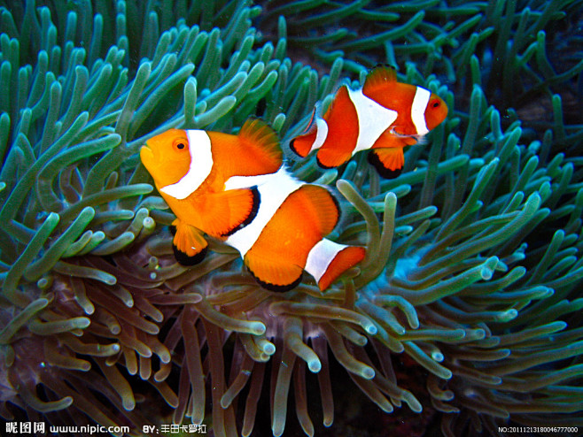 热带海洋珊瑚小丑鱼摄影图_热带海洋珊瑚小...