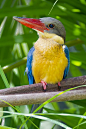 鹳嘴翡翠
Stork-billed Kingfisher