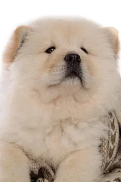 松狮犬各种萌高清手机壁纸
