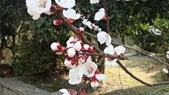 洁白的杏花图片桌面壁纸桌面壁纸2