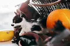 可爱的小猫咪坐在柳条篮子里，有南瓜，西葫芦和香草在傍晚的光在木制的背景。收获和你好秋天的概念。感恩节