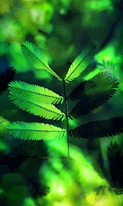 含羞草 动态壁纸 GIF 