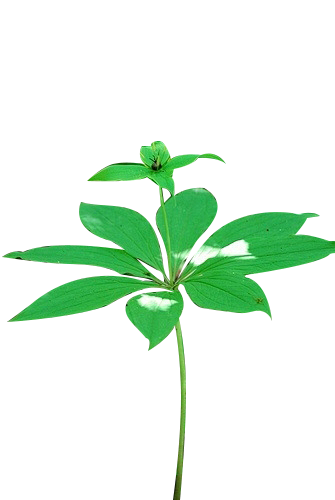七叶一枝花