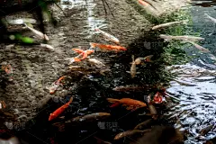 鱼类,金鱼,鲤鱼,自然,水,黄金,水平画幅,水下,湖,饥饿的