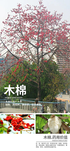 风满楼LY采集到乔木