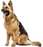cute-shepherd-dog-posing-isolated-white-background(1)