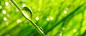 光斑背景里叶茎上的水滴 图片素材下载-其他生物-生物世界-图片素材 - 集图网 www.jitu5.com
