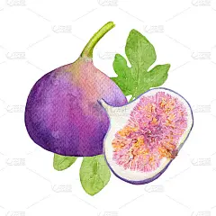 水彩无花果和叶片片