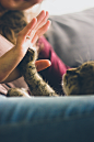 Woman playing with cat on sofa