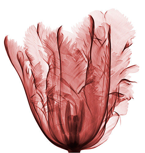 French Tulip 法国郁金香