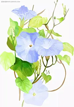 手绘牵牛花AI|花边|花边素材|花纹|花纹素材|牵牛花|矢量牵牛花|矢量素材|手绘花|手绘牵牛花|鲜花