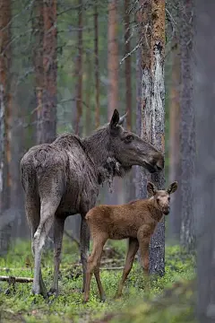 欧亚大陆的麋鹿或驼鹿(Alces Alces)，育有小牛的母牛，瑞典拉普兰照片下载