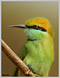 Photograph Little Green Bee Eater by Tejas Soni on 500px