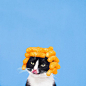 A Cat Named Princess Cheeto Stars In The Best Photo Series Of All Time | CCUK : Did we mention her name is Princess Cheeto? 