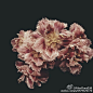花 · 姿态 / ashleywoodsonbailey