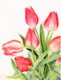 Floral Art Watercolor painting Original Spring bulbs Tulips Flower watercolor painting Easter painting