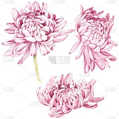 一整套的手画水彩植物插图的花菊花。设计的邀请、 电影海报、 织物和其他对象的元素。孤立对白色.