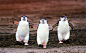 南极企鹅（学名：Pygoscelis antarcticus）因为头部下面有一条黑色的纹带~看上去就像带了个帽子~~所以又被称为颊带企鹅或帽带企鹅，因为这个特征，使得它们特别容易与其他企鹅区分开来~
