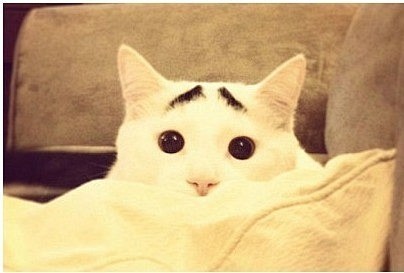 一只长有“八字眉”的猫咪在网上红的不得了...