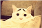 一只长有“八字眉”的猫咪在网上红的不得了，据悉，这只名叫Sam的猫咪来自美国纽约