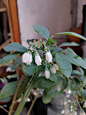 高丛越橘（学名：Vaccinium corymbosum L.）是杜鹃花科、越橘属植物。