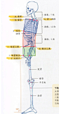 艺用动态解剖 骨骼 侧面