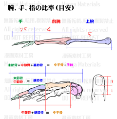 吟缱采集到人体骨骼