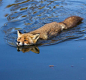 Swimming Red Fox?by?Angela Louwe @北坤人素材