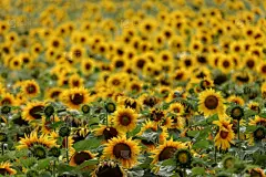 葵花油,common sunflower,鸟食,阿格拉,向日葵籽,水平画幅,夏天,户外,2015年,种子